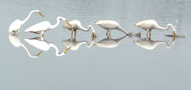 Great White Heron Attack thumb