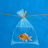 Who Put That Fish There? by Marcos Silvio Inácio