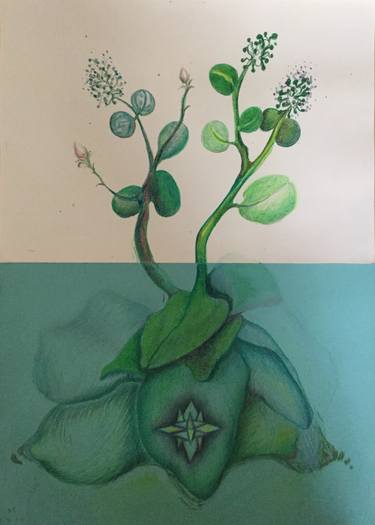 Original Botanic Drawing by Elsa Hartjesveld