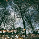 Root Trees - Limited Edition of 3 by Beerman Art