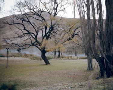 Print of Documentary Tree Photography by Gerrit Hahn