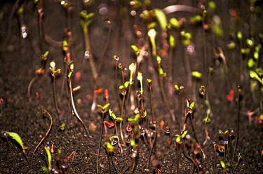 Droplets on Seedlings thumb