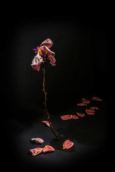 Print of Fine Art Floral Photography by Pelin Atilla