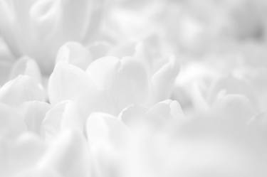 White tulips - Limited Edition 2 of 20 thumb