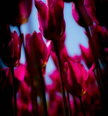 Print of Fine Art Floral Photography by Pelin Atilla