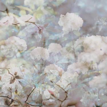 Original Floral Photography by Pelin Atilla