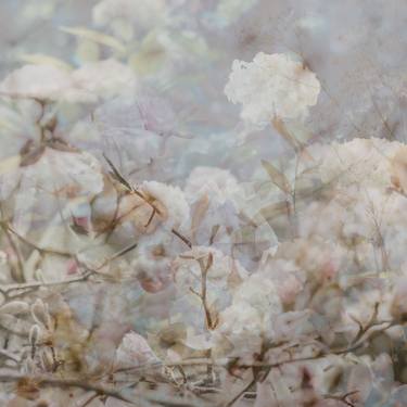 Print of Floral Photography by Pelin Atilla