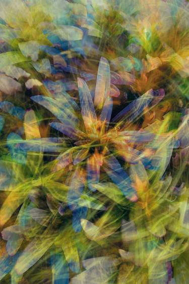 Print of Abstract Nature Photography by Pelin Atilla