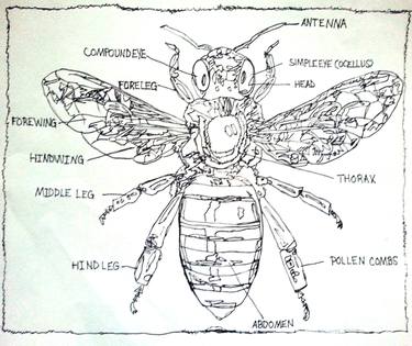 Labeled Diagram of the Honey Bee thumb