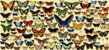 123 Butterflies thumb
