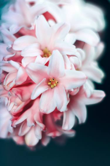 Original Floral Photography by Yuliya Ivanova