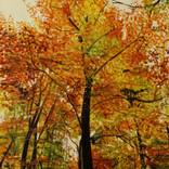 Golden Beech Tree by Clifford Palmer