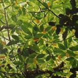 Under The Leaves by Clifford Palmer