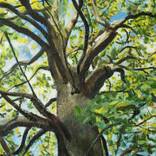 Up In The Tree by Clifford Palmer