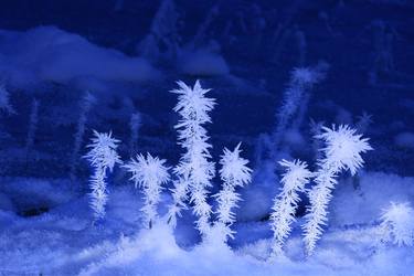 Hoar frost in gress thumb