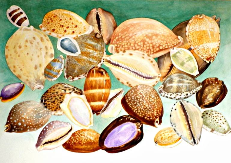 Ocellate cowrie shells (Cypraea ocellata) Our beautiful pictures are  available as Framed Prints, Photos, Wall Art and Photo Gifts