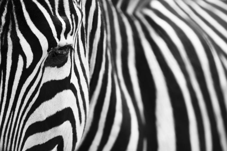 Original Fine Art Animal Photography by Jochen Van Dijk