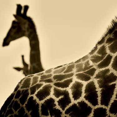 Original Animal Photography by Jochen van Dijk