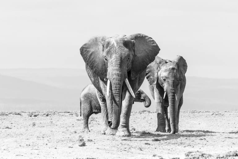 Original Fine Art Animal Photography by Jochen Van Dijk