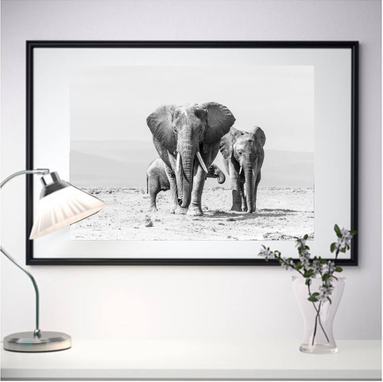 Original Other Animal Photography by Jochen Van Dijk