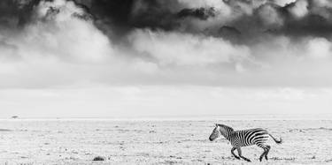 Original Fine Art Animal Photography by Jochen van Dijk