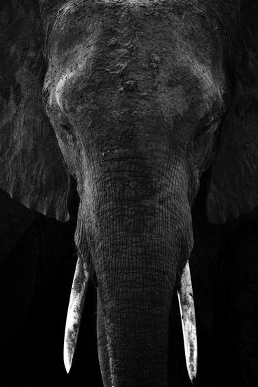 Original Fine Art Animal Photography by Jochen van Dijk