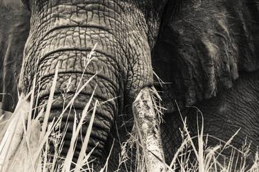 The Tusker (framed) - Limited Edition 1 of 75 thumb