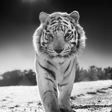 Original Animal Photography by Jochen van Dijk