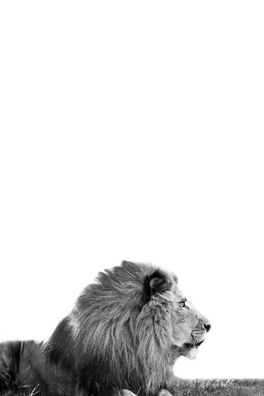 Original Fine Art Animal Photography by Jochen van Dijk