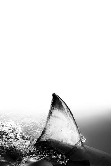 Original Fine Art Animal Photography by Jochen van Dijk