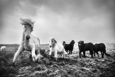 Original Fine Art Animal Photography by Jochen van Dijk