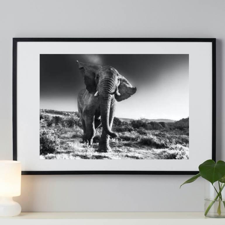 Original Fine Art Animal Photography by Jochen van Dijk