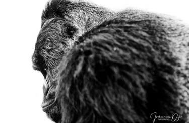 Original Fine Art Animal Photography by Jochen van Dijk