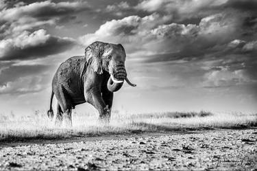 Original Fine Art Animal Photography by Jochen van Dijk