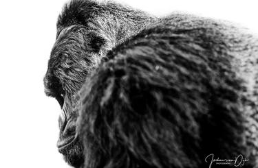 Original Fine Art Animal Photography by Jochen van Dijk