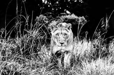 Original Animal Photography by Jochen van Dijk