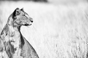 Original Fine Art Animal Photography by Jochen van Dijk