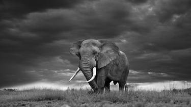 Original Fine Art Animal Photography by Jochen van Dijk