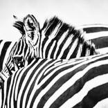Shades of Black II (M) - Limited Edition of 25 by Jochen van Dijk