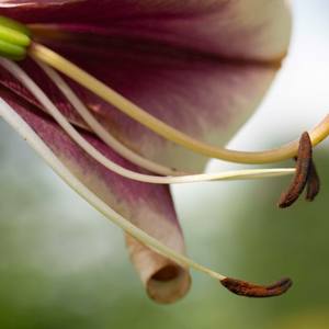 Collection A Walk in the Garden: Inner Worlds