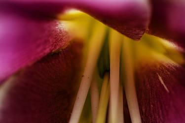 Original Abstract Nature Photography by Roberta Jean Smith