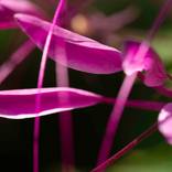 Collection A Walk in the Garden: Inner Worlds