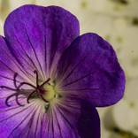 Collection A Walk in the Garden: Inner Worlds
