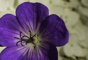 Purple Pinwheel In the Garden thumb