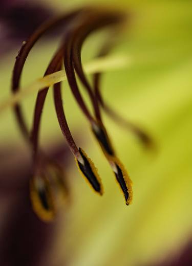 En Pointe in the Garden thumb