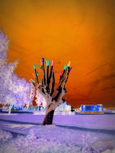 Print of Street Art Tree Photography by Jean-Luc PERRAULT