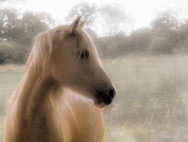 Print of Horse Photography by peter hayward
