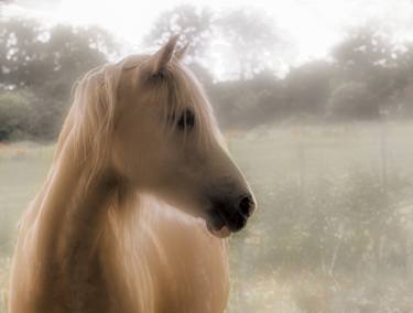 Print of Art Deco Horse Photography by peter hayward