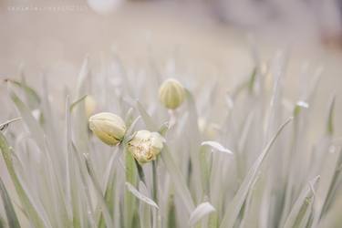 Print of Conceptual Floral Photography by Daniele Gozzi