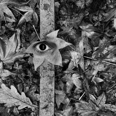 In leaf, eye. - Limited Edition 1 of 20 thumb